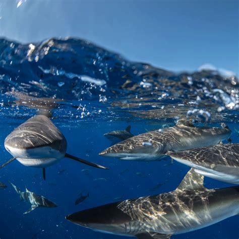 Uncovering The Secret Movements Of Silky Sharks Save Our Seas Foundation