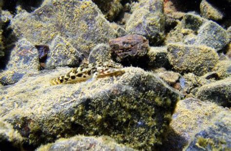 Glossogobius Matanensis In Natural Habitat Habitats Food Desserts