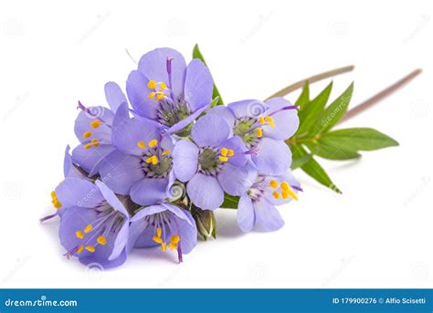 Jacob`s ladder flowers stock photo. Image of flower - 179900276