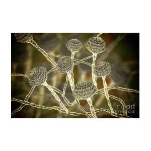 Aspergillus Fumigatus Fungus 1 By Kateryna Kon Science Photo Library