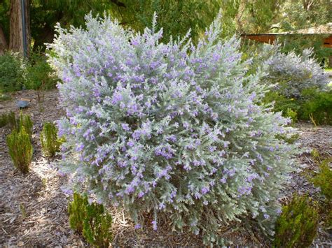 australian eremophila nivea emu bush  grey leaves  profuse