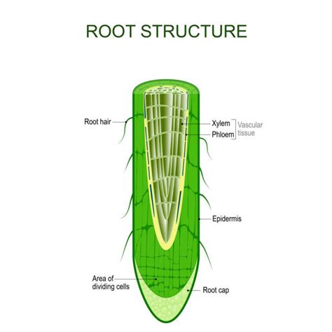 Meristematic Tissue In Plants Diagram