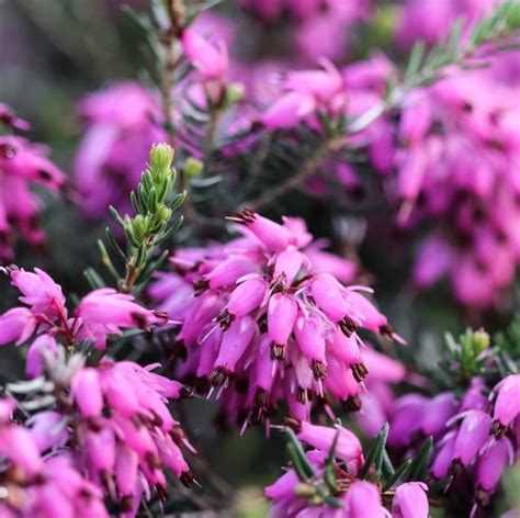 Winter Flowering Plants The Best Perennials And Shrubs For Your Winter