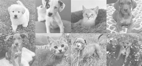Bajapaws Rescue 501c3 Adopt Rescue