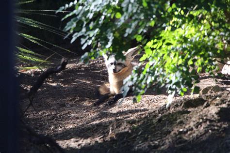 Bat Eared Fox Zoochat