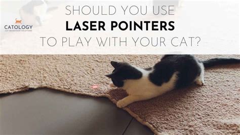 Cat Laser Pointer Play | Catology