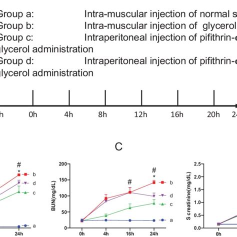 Serum Creatine Kinase And Renal Function Parameters In Glycerol And