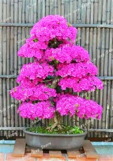 Bougainvillea Bonsai Colorful Spectabilis Willd Plant Perennial Flower