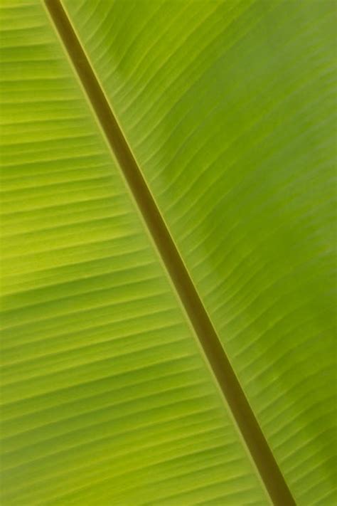 Free stock photo of banana, banana leaf, bright