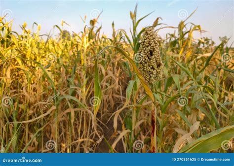 Jowar Sorghum White Millet In Indian Field In Full Bloom Before