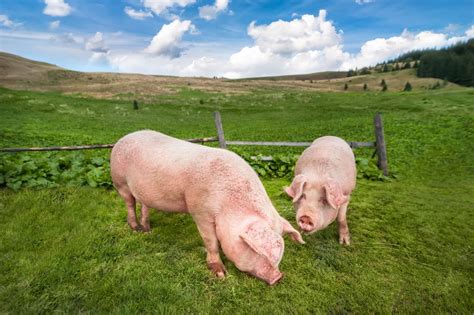 ¿Qué es la ganadería ecológica? - Maguisa