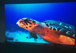 Turtle Led Screen Fonix Big Screens Creative People Innovative