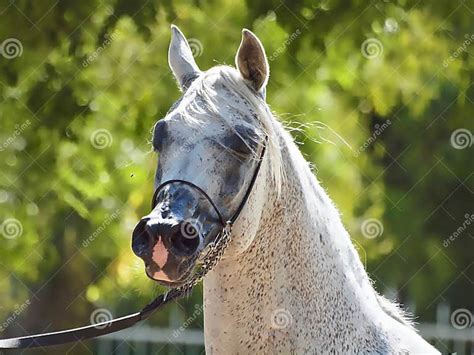 Beautiful White Egyptian Arabian Horse Stock Photo Image Of Dancing