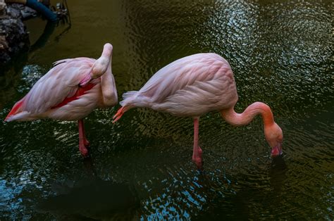 Gallery - Wildlife Park Malta