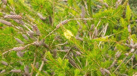 27 Types of Flowering Bottlebrush Plants For Your Garden