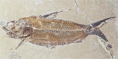 5 Cretaceous Fossil Fish Nematonotus Lebanon 48526 For Sale