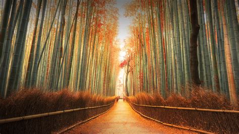 Arashiyama Bamboo Forest in autumn, Kyoto, Japan – Windows Spotlight Images