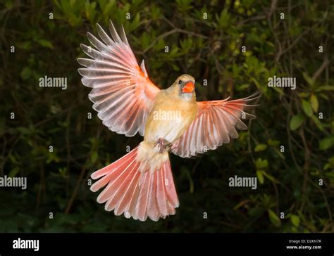 Female Northern Cardinal Cardinalis Cardinalis In Flight With Spread