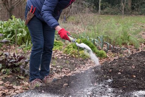 Chaux Vive Quand Et Comment L Utiliser Dans Le Potager Sur La