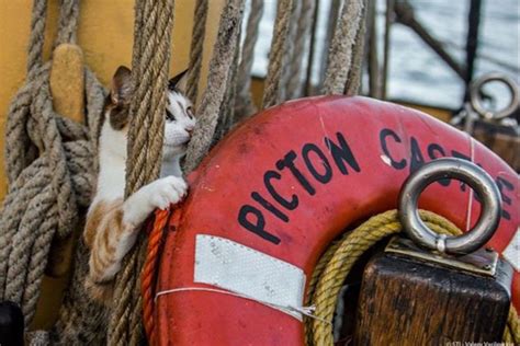 Pin By Painted Sea On Ship Cats Ships Cat Cats And Kittens Picton