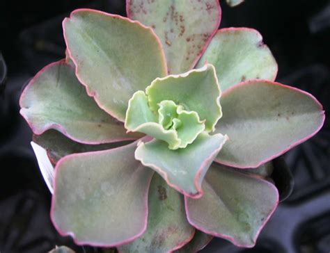 Echeveria Giant Blue Echeveria From Hillcrest Nursery