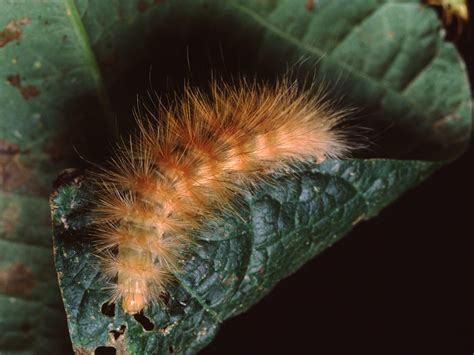 These DIY Beaded Plants Are All the Rage - Dengarden