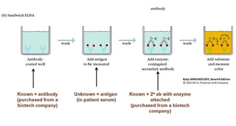 Mcat Lab Techniques Flashcards Quizlet