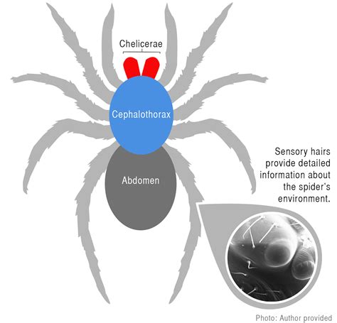 Spiders are a treasure trove of scientific wonder