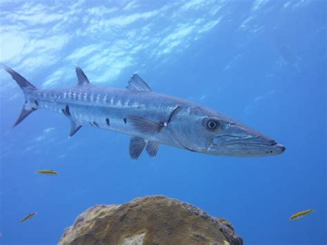 Great Barracuda Hastings Fly Fishers