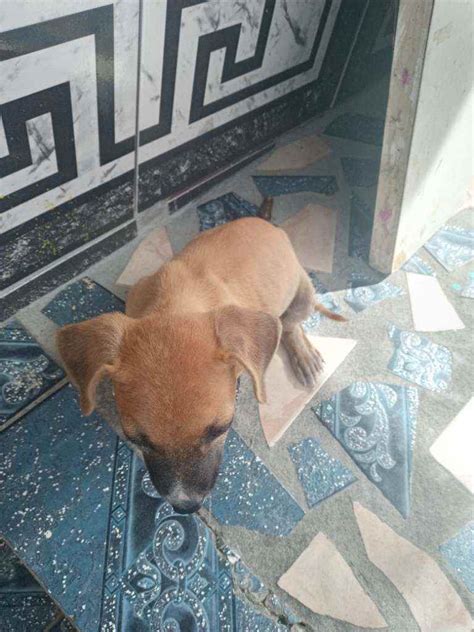 Cachorro Encontrado Manaus AM Eleven Filhote Raça Vira Lata