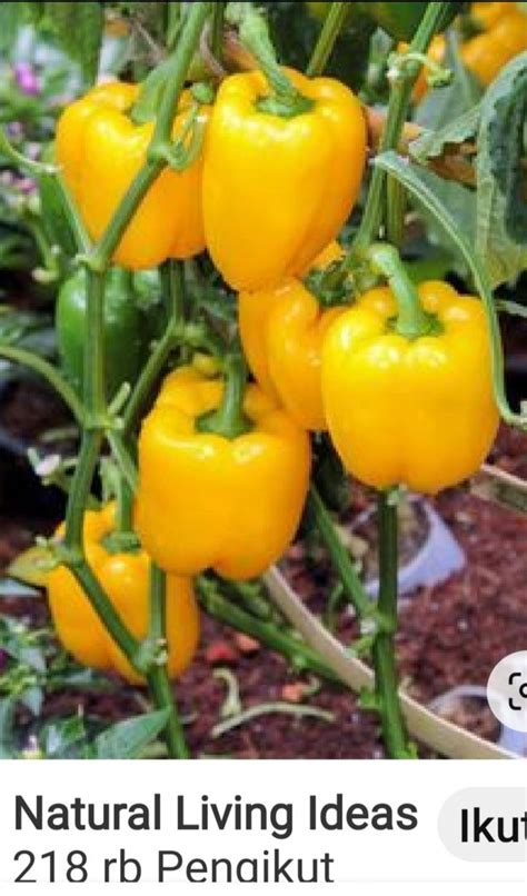 Pin By Shashi Kumar On Vege Trouble Stuffed Peppers Vegetable Garden