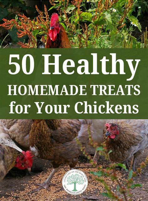 Healthy Homemade Treats For Your Chickens Chicken Treats Chicken