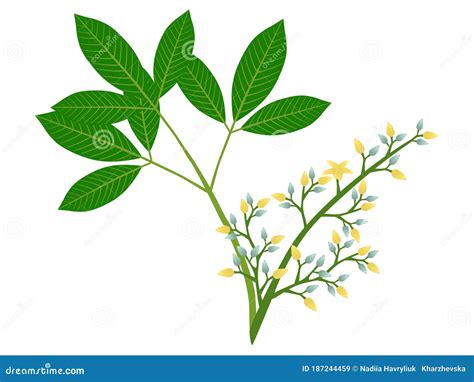 Hevea Brasiliensis Tree In Garden Cartoon Vector | CartoonDealer.com #207671001