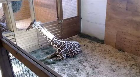 100k viewers tune in to giraffe birth livestream at NY zoo (VIDEO) — RT ...