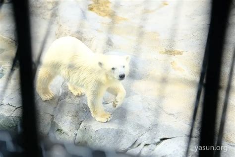 旭山動物園のホッキョクグマ親子ピリカ・ゆめを撮影してきた【観に行くなら今】 Yasunblog