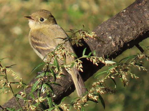 Ebird Checklist Oct Gateway National Recreation Area