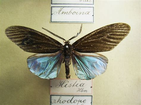 Lepidoptera Classification Phylogénétique En Savoir Plus