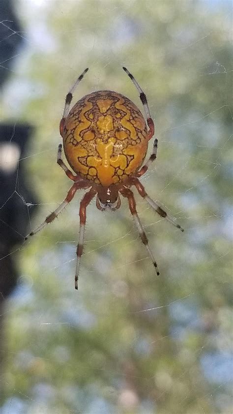 Found Her In Dupage County Illinois Anyone Know What Species She Is