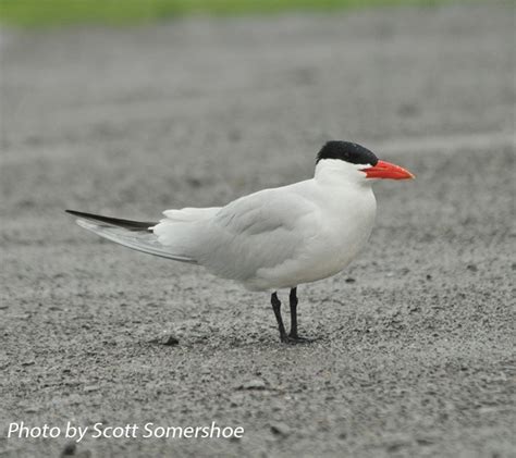 Caspian Tern | State of Tennessee, Wildlife Resources Agency