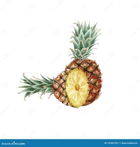 Hand Drawn Watercolor Pineapple Isolated Stock Illustration