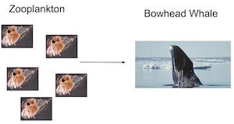 Arctic Food Chain & Web | Overview, Dangers & Examples - Lesson | Study.com