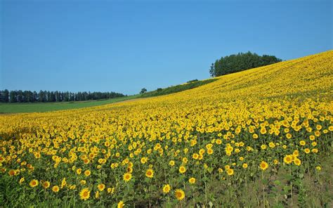 Wallpaper Yellow Flower Field Under Blue Sky During Daytime Background