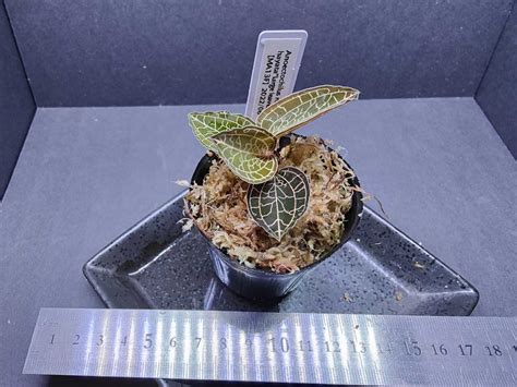 Yahoo オークション Anoectochilus roxburghii hayata 3種セット ジ