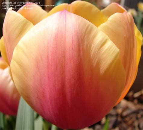 Plantfiles Pictures Darwin Hybrid Tulip Marit Tulipa By Victorgardener