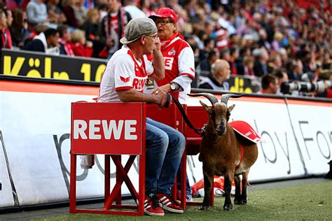 Hennes The Goat Official Fc Cologne Mascot Photos And Images Getty