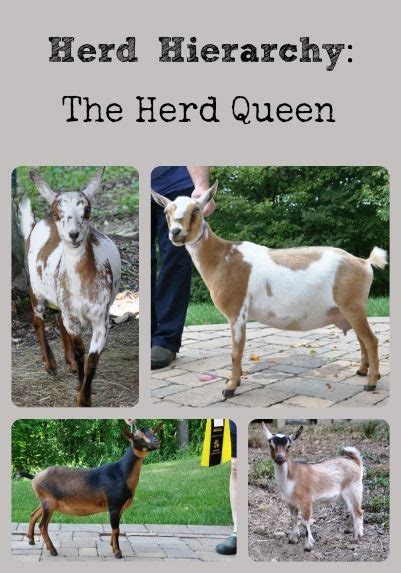 There S Always A Queen That Runs The Place Learn How Each Goat Herd