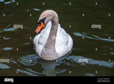 Ein anmutiger weißer Schwan der auf einem See mit dunklem Wasser