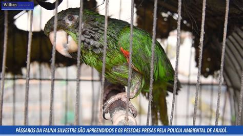 P Ssaros Da Fauna Silvestre S O Apreendidos E Pessoas Presas Pela