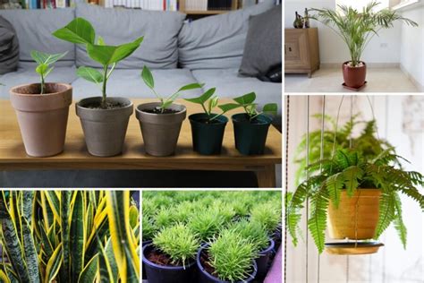 5 Plantas Que Absorben El Calor Y Refrescan La Casa