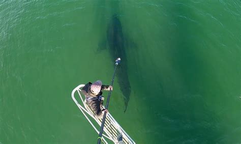 White Sharks Tracked With New Tagging Technology The Marthas